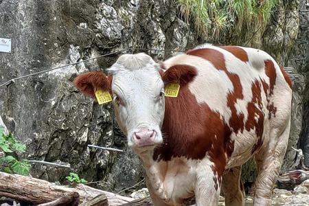A cow stranded beneath the Barikádový vodopád waterfall, Slovak Paradise, eastern Slovakia.  
