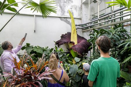 The "corpse flower" bloomed in Bratislava in early August.