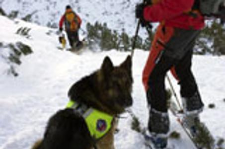 Rony the rescue dog found the bodies.
