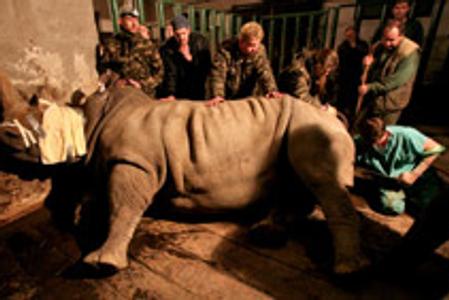 Ada the rhino underwent artificial insemination on January 26..
