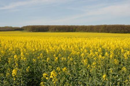 Slovakia has upped the production of rapeseed for use in bio-fuels.
