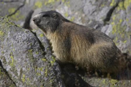 It's been an early start to the year for marmots in the High Tatras.