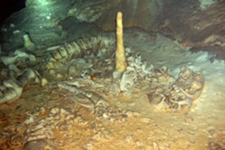 Czech and Slovak spelunkers discovered the complete skeleton of a prehistoric tiger in Mexico.