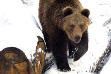 Nature experts estimate the number of bears in Slovakia at 800.