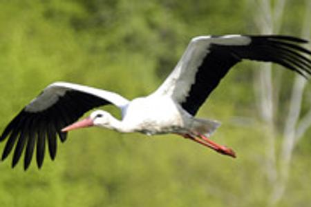White storks have already started arriving from South Africa.