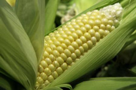 Commodity investors are tipping cereal crops such as corn. 