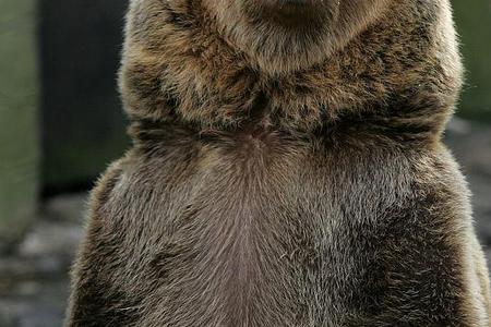 Bear spray is safer than weapons.