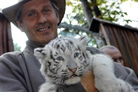Actor and tiger-cub 'godparent' Ján Kroner with one of the white tiger cubs.