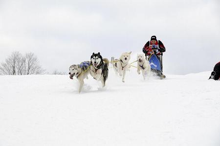 Dogs with a musher in action.