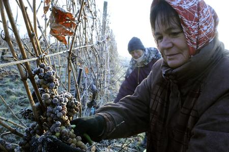 Bringing in the ice wine harvest.
