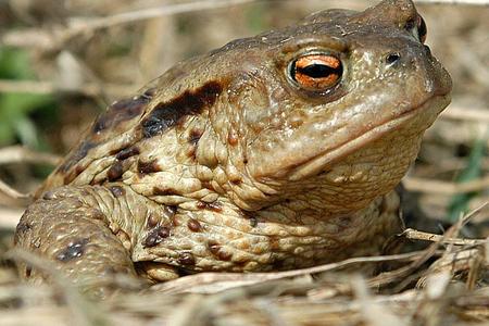 Feelin' lucky? Migrating Hrabovská Dolina toads normally come off second best in encounters with cars.