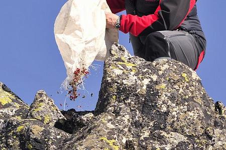 Forester Peter Lapšanský of the TANAP State Forests in Tatranská Lomnica feeds chamois with dry rowans. 
