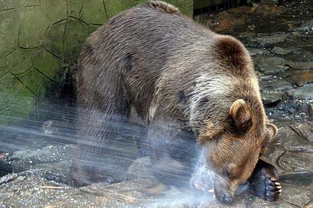 Bear cooling down in the Bratislava ZOO
