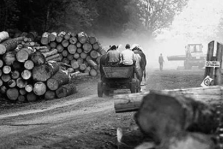 Employees say forests are not managed well.