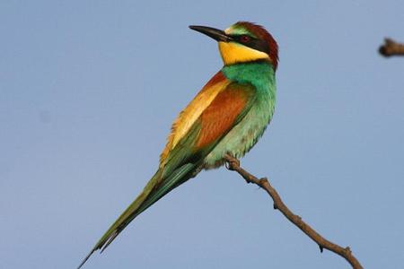 BirdLife Slovensko found destroyed nests in Leles. 