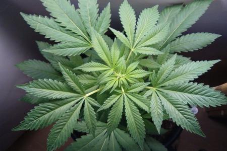 Growing or using cannabis is illegal in Slovakia.