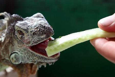 An iguana was one of the animals saved by the hospital.
