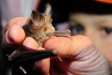 Visitors were able to get to know bats intimately.