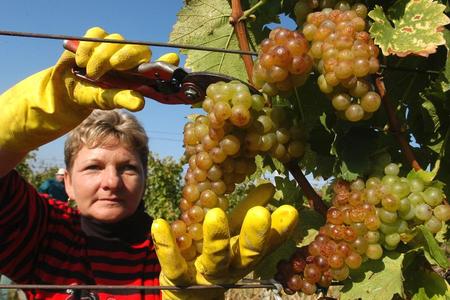 Harvesting of grapes in the Slovak part of Tokaj region.