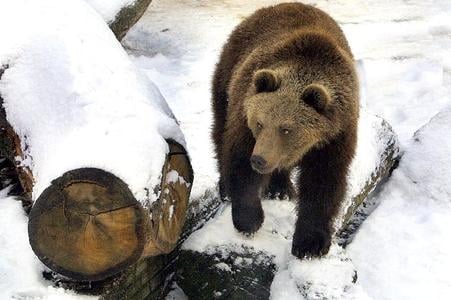 Still snowing: Bears sometimes wake early from their winter hibernation.