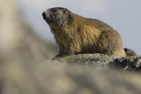 You can meet this marmot only in the Tatras.