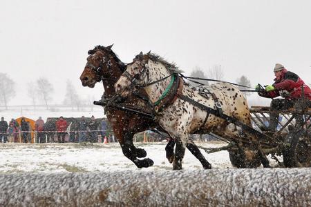 Pavol Kitaš from Golianov was one of the winners at the workhorse competition in Orava. 