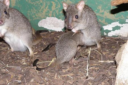 Dreaming of Oz: a baby seeks protection and sustenance in its mother's pouch. 