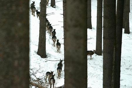 Winter is tough for game animals and forces them to migrate.