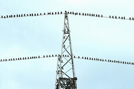 Migratory birds gathering.