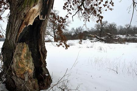 The Gavurky reserve features ancient oaks.