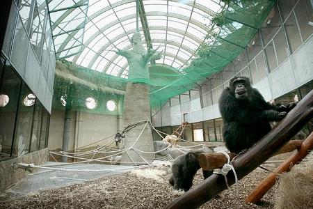 Bratislava Zoo opened a new Pavilion of Great Apes. 