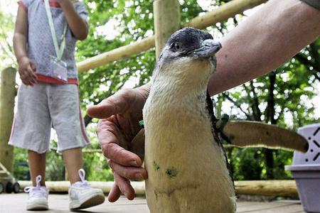 Košice Zoo has a new baby penguin, like this one in Cincinnati Zoo. 