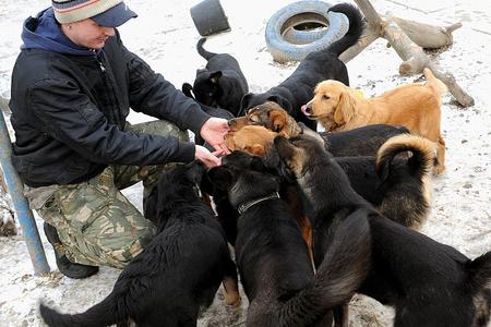 Dogs await new owners at an animal shelter in Košice. 