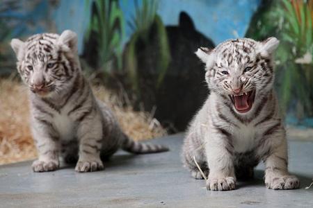 A white tiger cub in action.