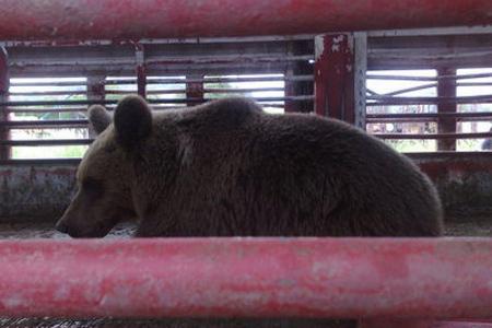 A brown bear on a return trip to the forest, distant from human dwellings.