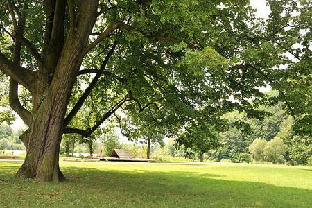 Could this be Slovakia's tree of the year? 