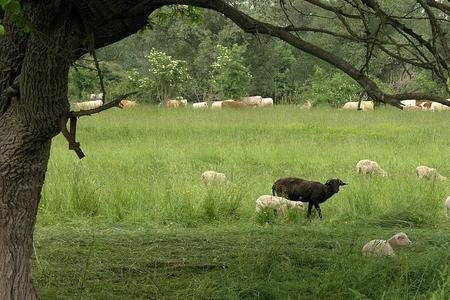 Animal grazing returns after a 50-year break.