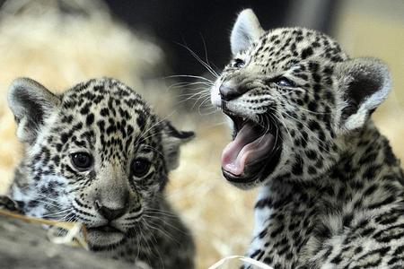 Mayra and Iazua, the zoo's baby jaguars.