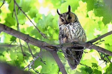 A long-eared owl.