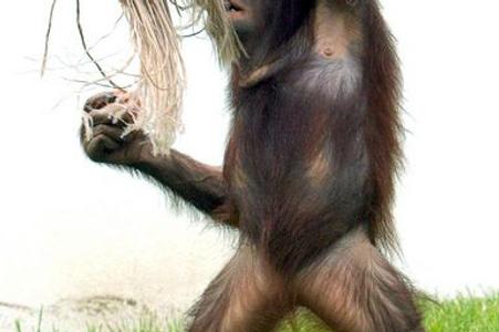 Bojnice's orangutans arenowonline