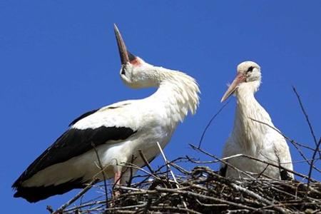 Storks nesting.