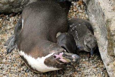 Penguin babies at Košice zoo
