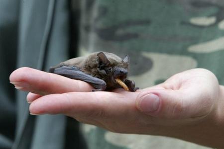Slovak bat.