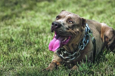 A Bandog, one of the breeds being discussed.