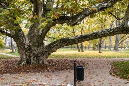The Tree of the Year, a "London plane tree" in Komjatice