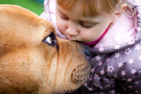Fighter dogs are not necessarily aggressive 