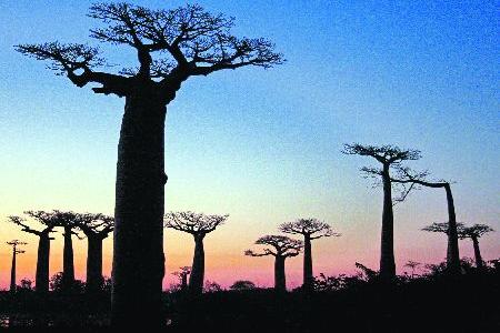 A long way from Slovakia: Madagascar.