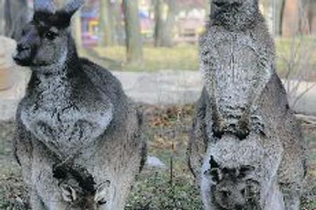The kangaroo is a symbol of Australia.