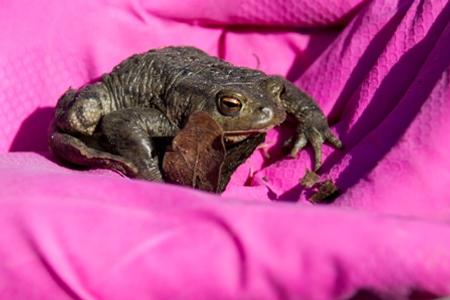 Migrating toads are helped by volunteers.
