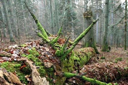 Slovaks celebrate forests primeval